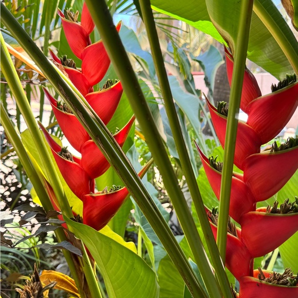 Meet your Posher, Bri - Picture 1 of 1